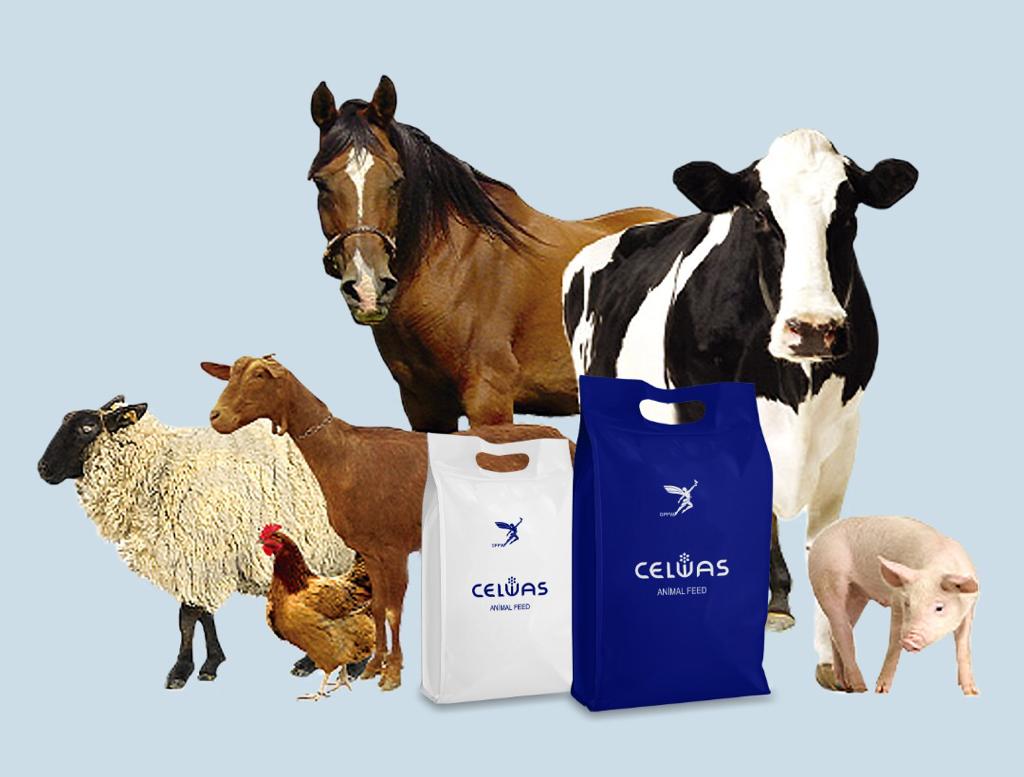 Livestock industries ( Animal Feed )