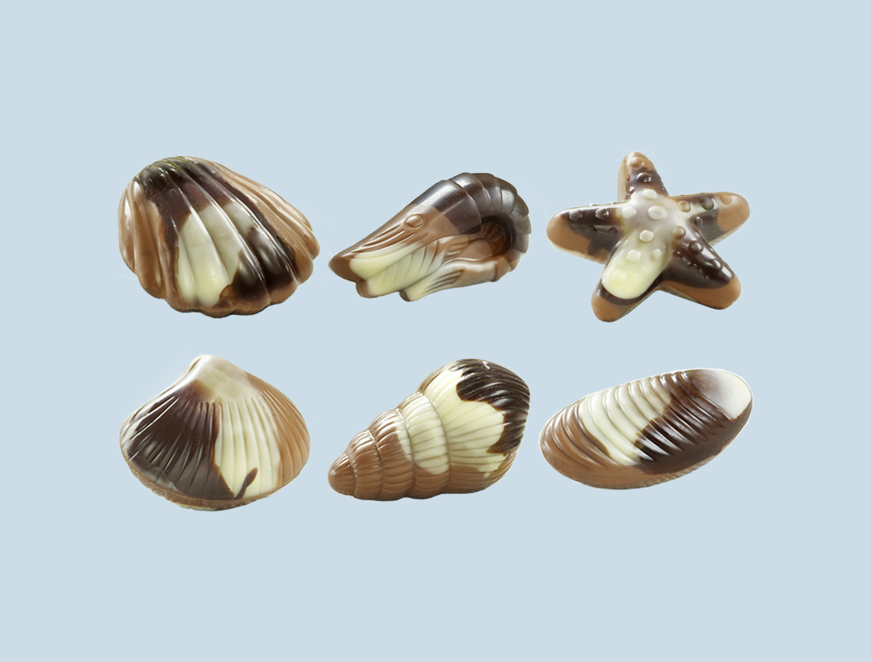 CELSEASH<br />seashells chocolates
