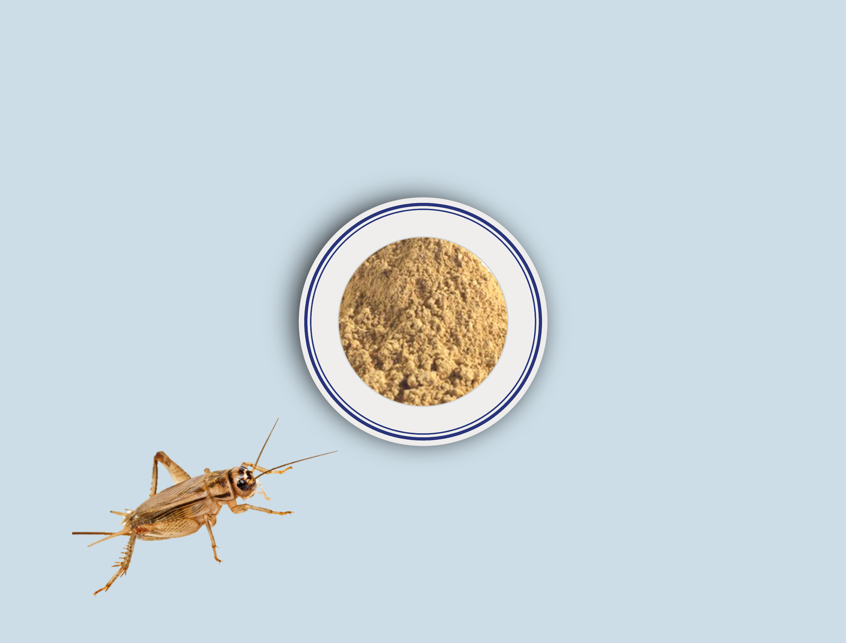 B-Cricket Powder